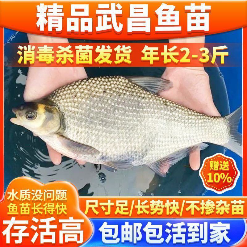 大量出售，鳊鱼苗，欢迎进店选购，为防止死亡，多送10%苗