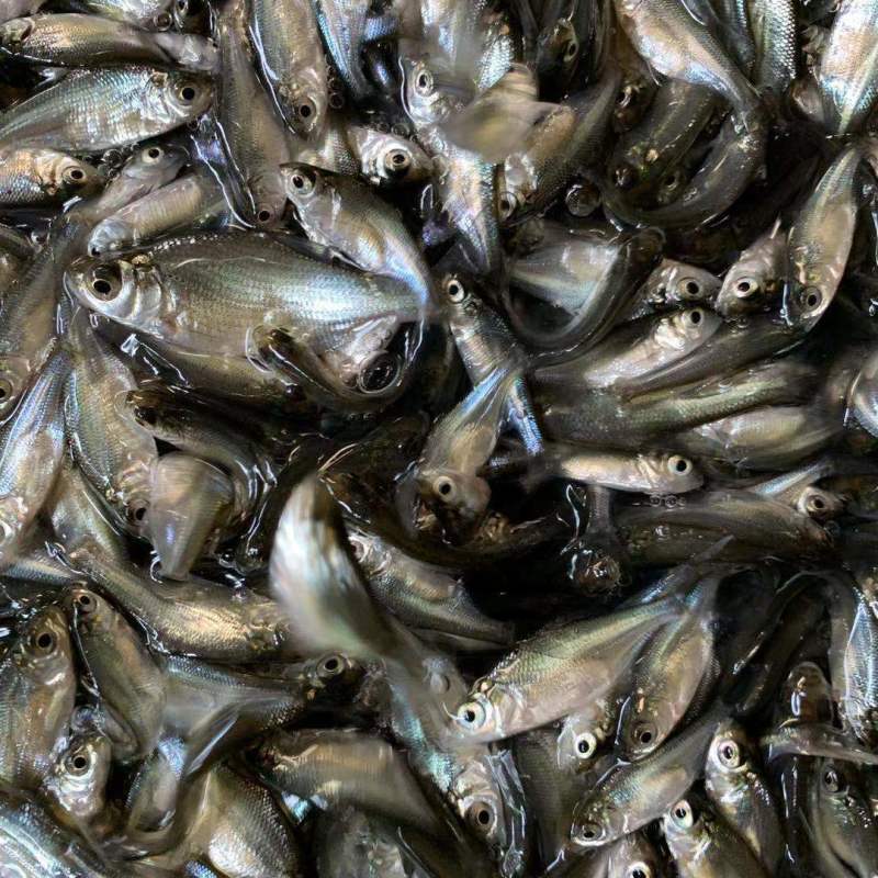 大量出售，鳊鱼苗，欢迎进店选购，为防止死亡，多送10%苗