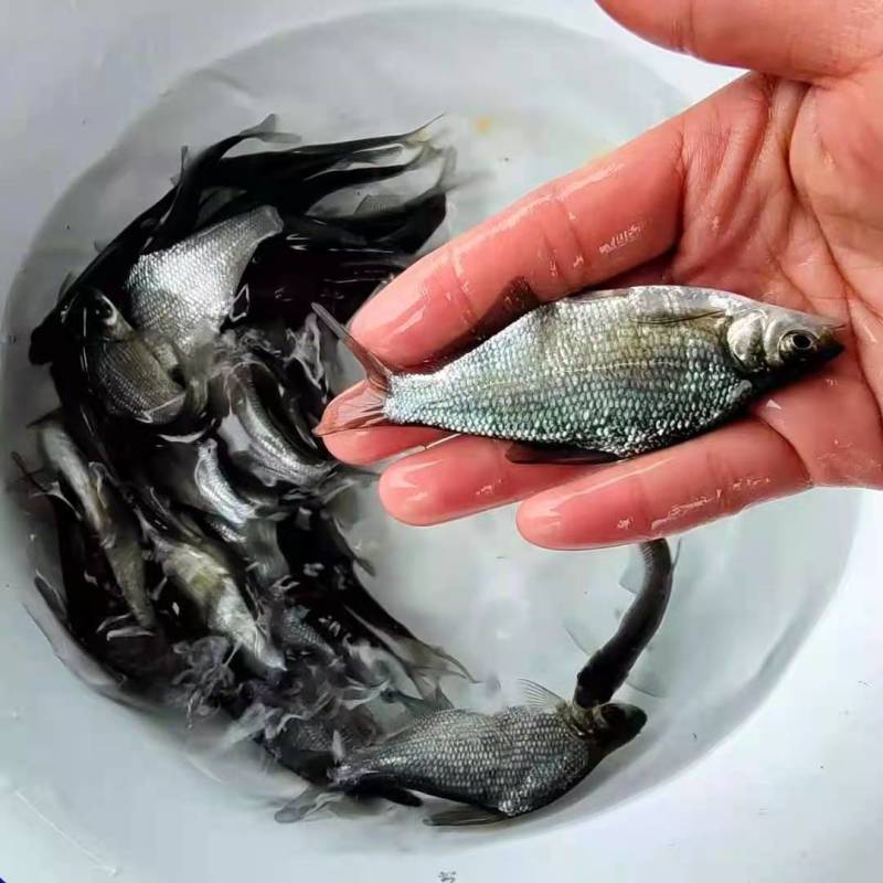 大量出售，鳊鱼苗，欢迎进店选购，为防止死亡，多送10%苗