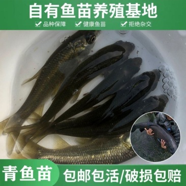@所有人！！！青鱼鱼苗，渔场直供，死亡包赔，提供技术支持