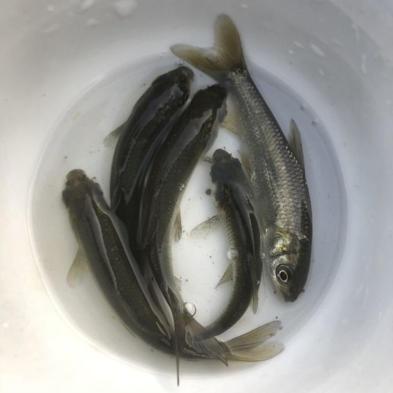 @所有人！！！青鱼鱼苗，渔场直供，死亡包赔，提供技术支持