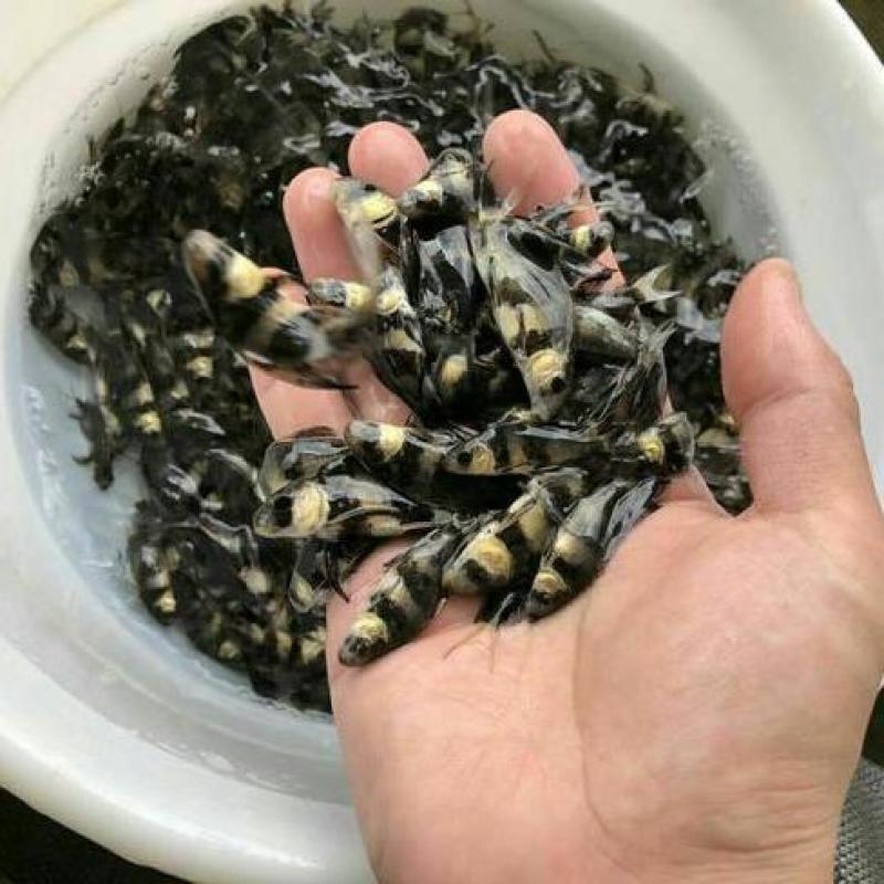 胭脂鱼苗，渔场直供，量大，上百万条，可配送到家，欢迎联系