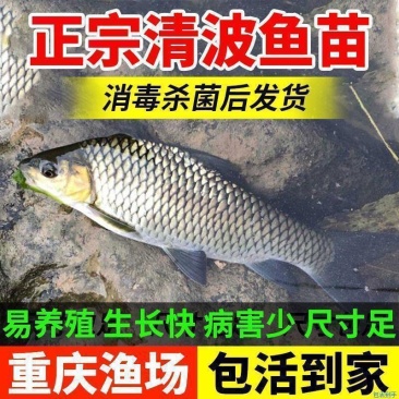 清波鱼苗，品质好，送货上面，提供技术指导，欢迎全国客商！