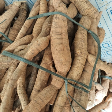 牛大力产地直销，一手货源，长期专业供应牛大力，。