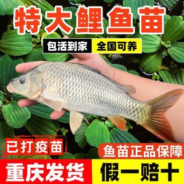 鲤鱼苗，渔场直供，量大，品质好，成活率高，全国可配送到家