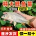 鲤鱼苗，渔场直供，量大，品质好，成活率高，全国可配送到家