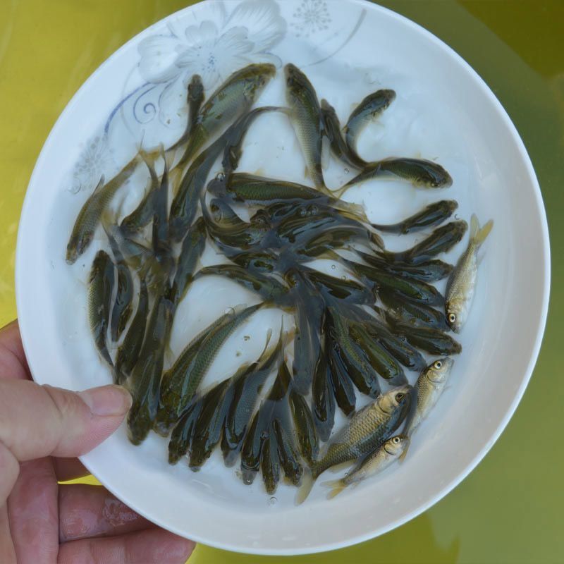 鲤鱼苗，渔场直供，量大，品质好，成活率高，全国可配送到家