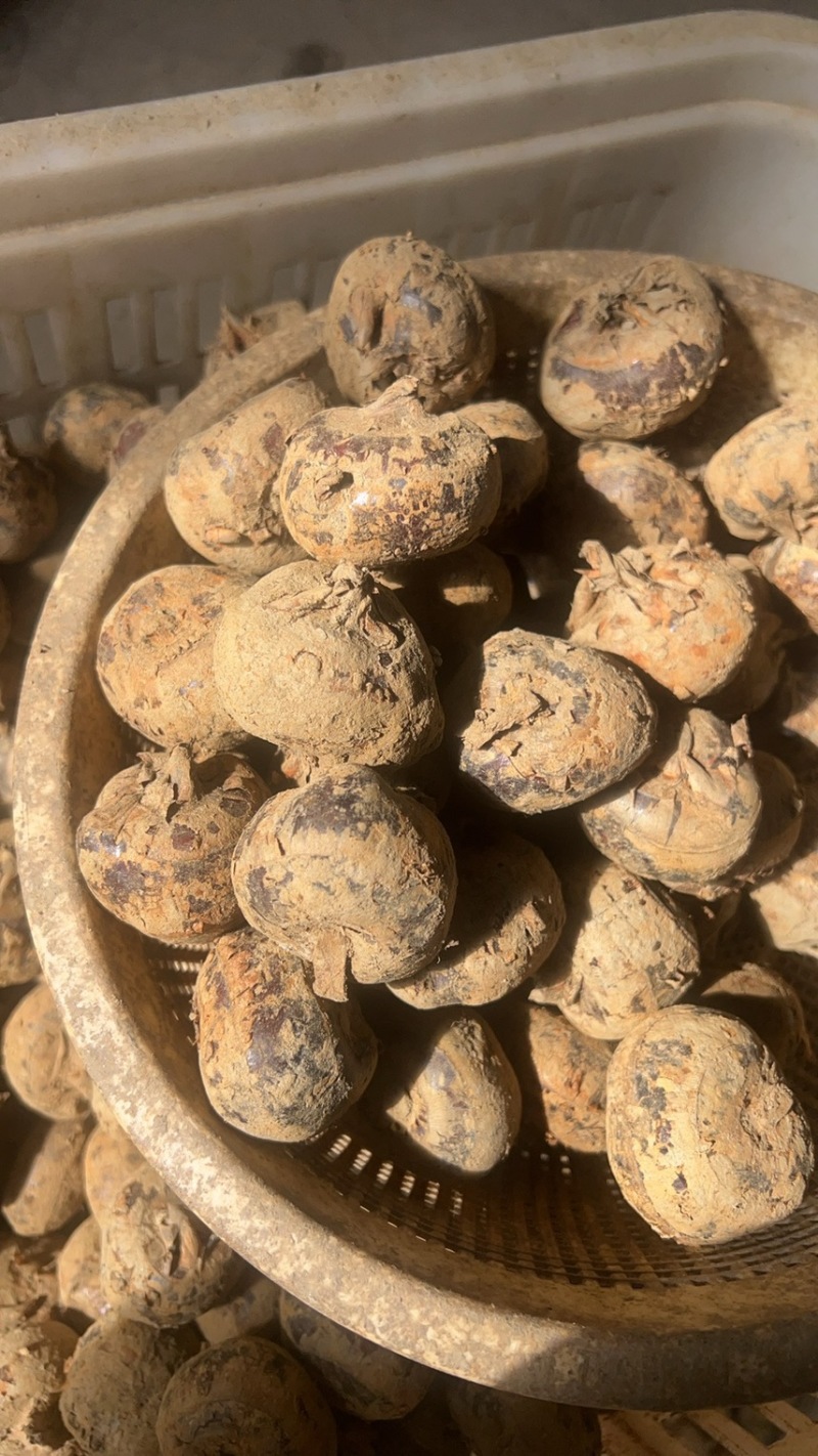 新鲜干货马蹄，水洗马蹄产地直销欢迎老板洽谈