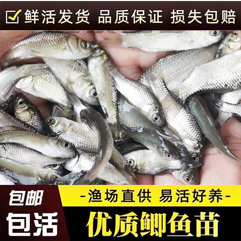 优质鲫鱼苗，成活率高，全国配送到家，死亡包赔，欢迎联系！