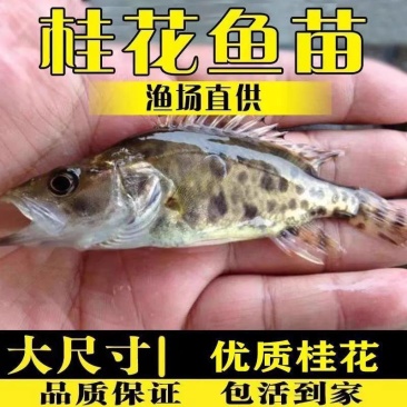 鳜鱼苗，桂花鱼苗，优质精品鱼苗，全国配送到家，欢迎联系我