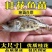 鳜鱼苗，桂花鱼苗，优质精品鱼苗，全国配送到家，欢迎联系我