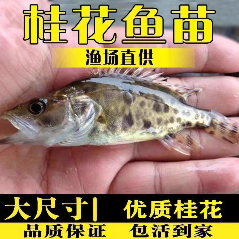 鳜鱼苗，桂花鱼苗，优质精品鱼苗，全国配送到家，欢迎联系我