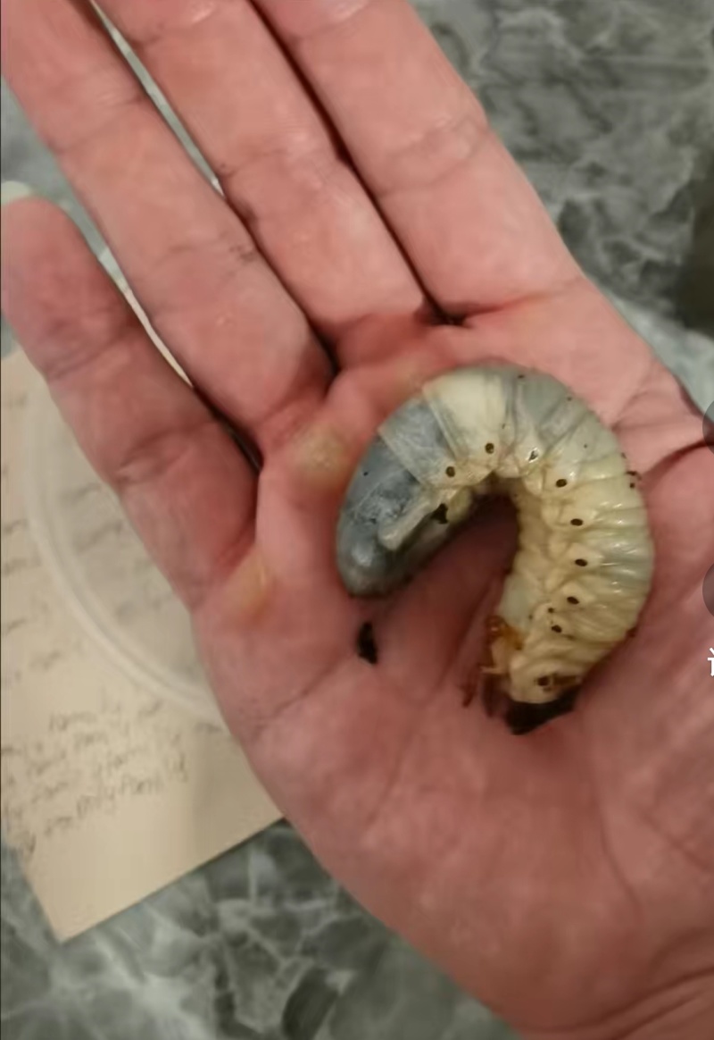 独角仙幼虫
