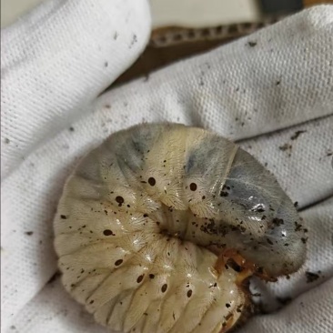 独角仙幼虫