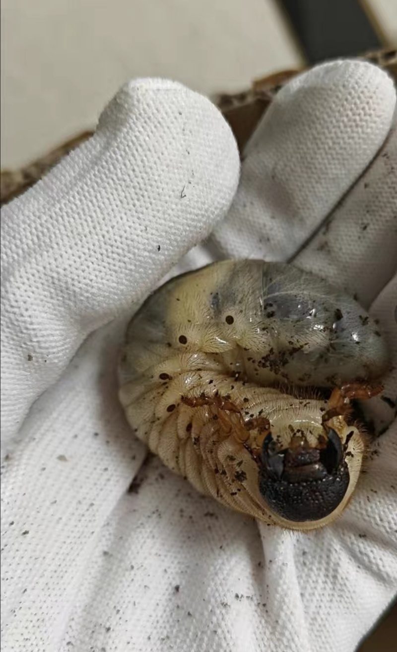 独角仙幼虫