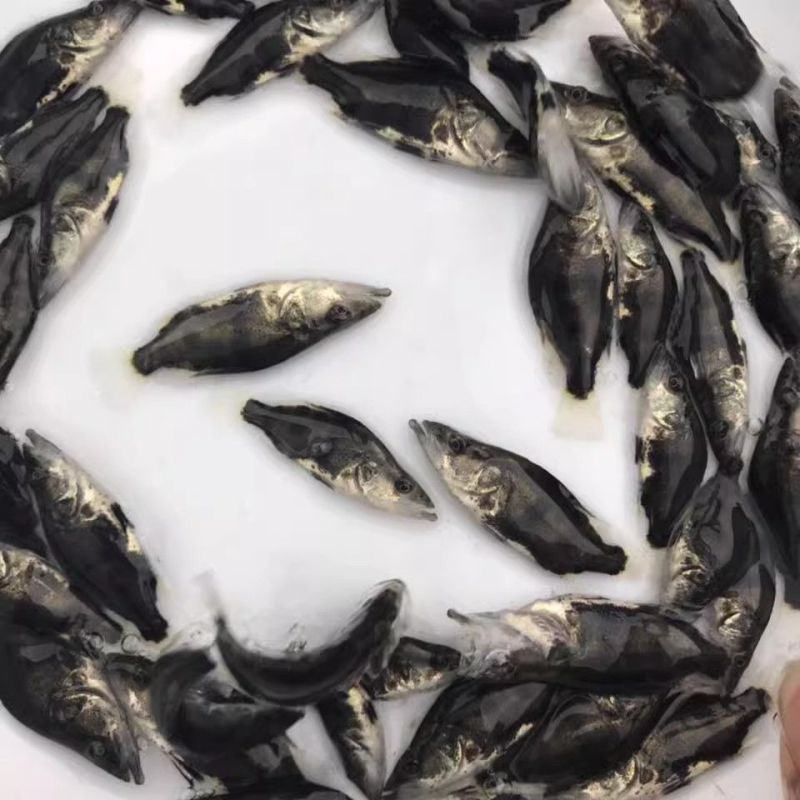鳜鱼苗，桂花鱼苗，优质精品鱼苗，全国配送到家，欢迎联系我