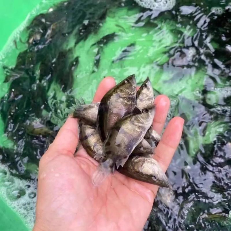 鳜鱼苗，桂花鱼苗，优质精品鱼苗，全国配送到家，欢迎联系我