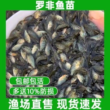 精品优质罗非鱼苗，渔场直供，全国配送到家，死亡联系我赔付