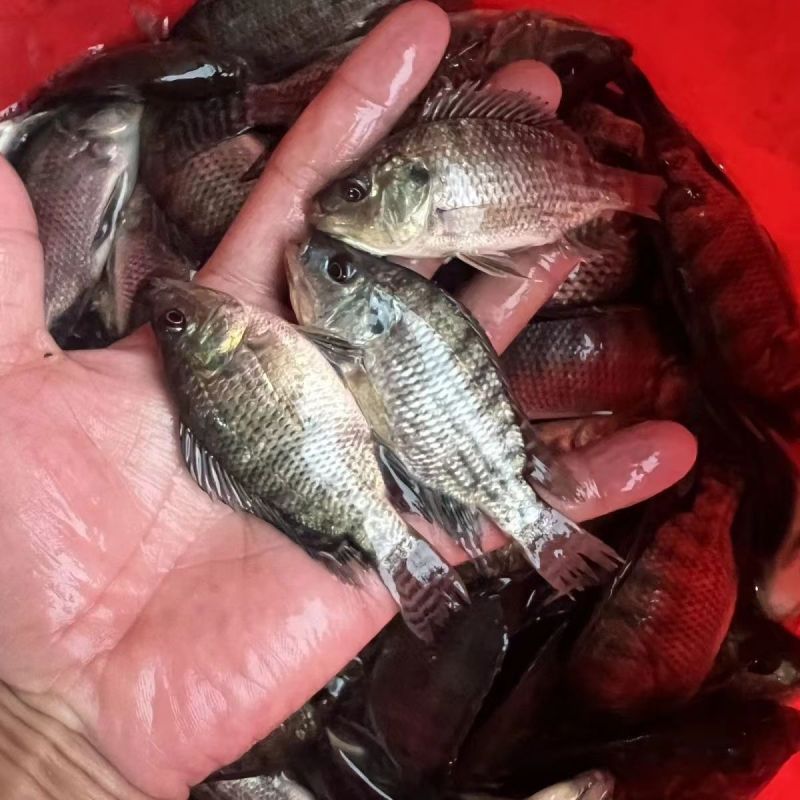精品优质罗非鱼苗，渔场直供，全国配送到家，死亡联系我赔付