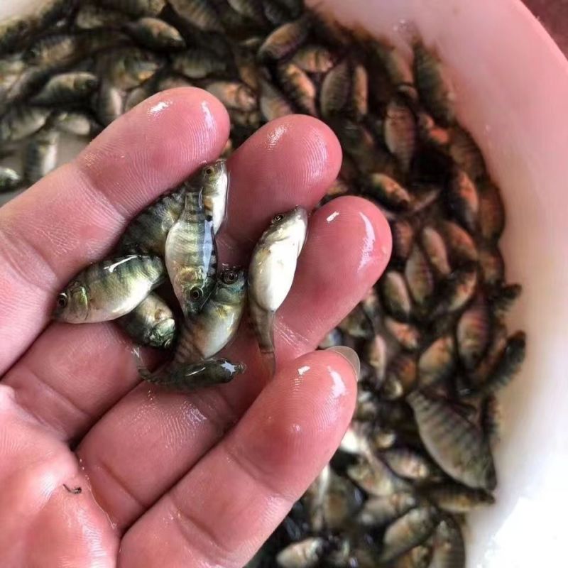 精品优质罗非鱼苗，渔场直供，全国配送到家，死亡联系我赔付