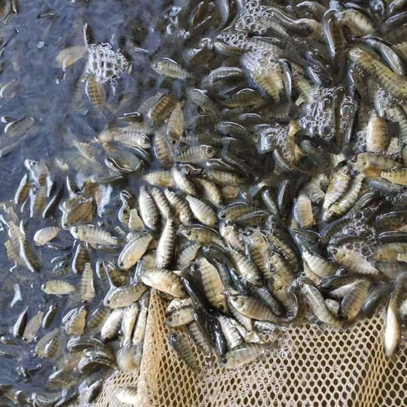 精品优质罗非鱼苗，渔场直供，全国配送到家，死亡联系我赔付