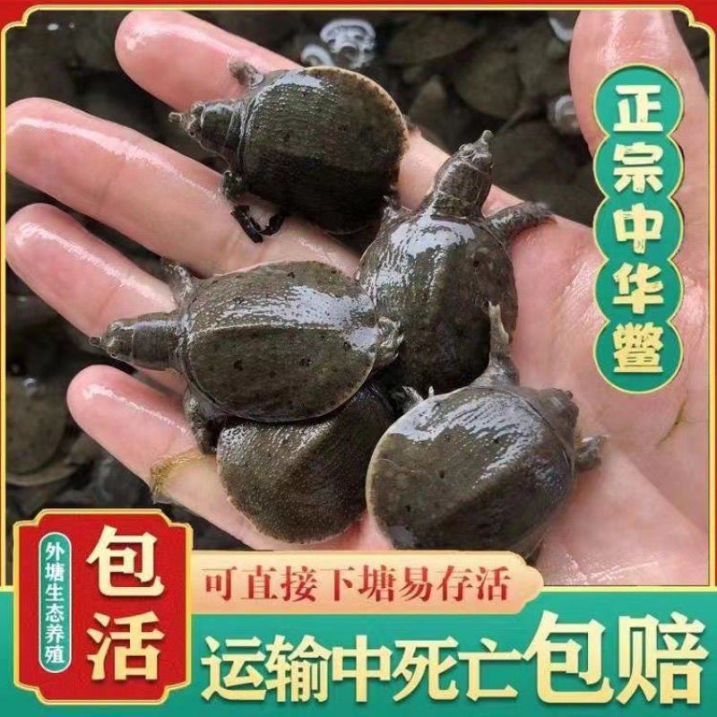 优良品种，甲鱼苗，中华鳖苗，数量非常大，下塘就可以成活的