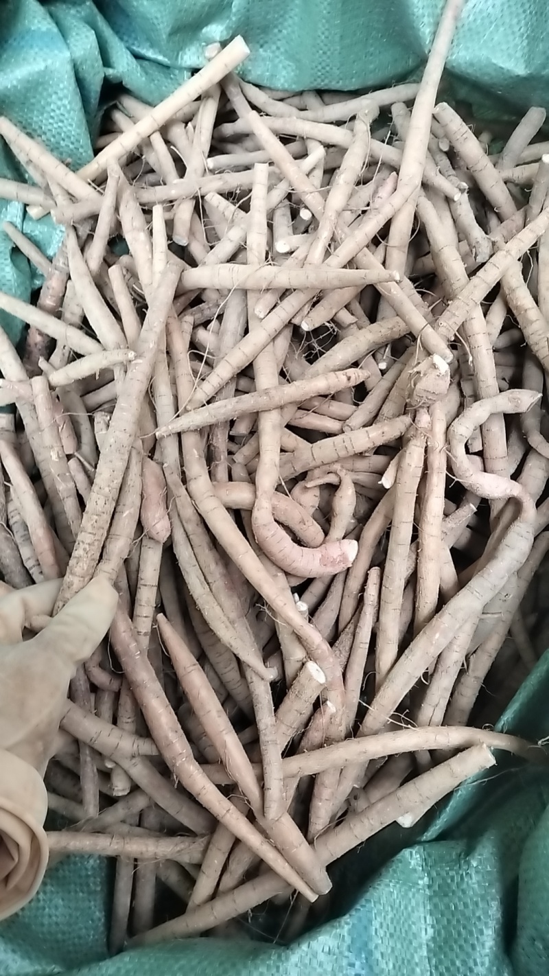 牛大力挖呀挖呀挖，次牛白菜价处理5块一斤每天新鲜开挖。