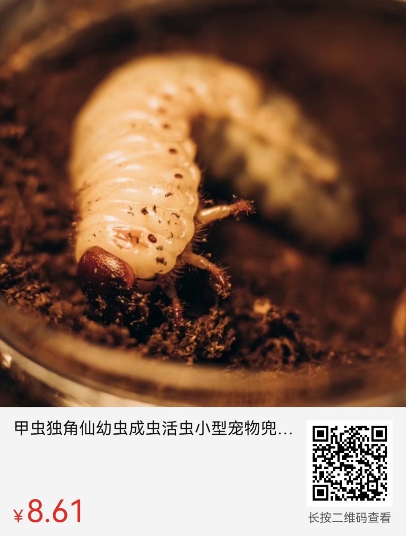 独角仙幼虫