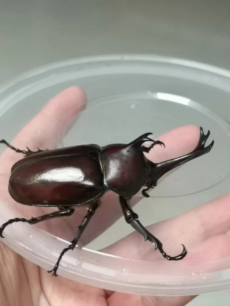 独角仙幼虫