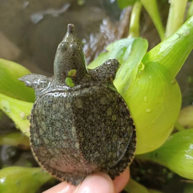 优良品种，甲鱼苗，中华鳖苗，数量非常大，下塘就可以成活的