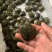 优良品种，甲鱼苗，中华鳖苗，数量非常大，下塘就可以成活的