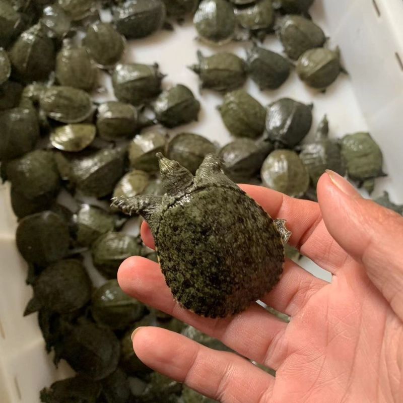 优良品种，甲鱼苗，中华鳖苗，数量非常大，下塘就可以成活的