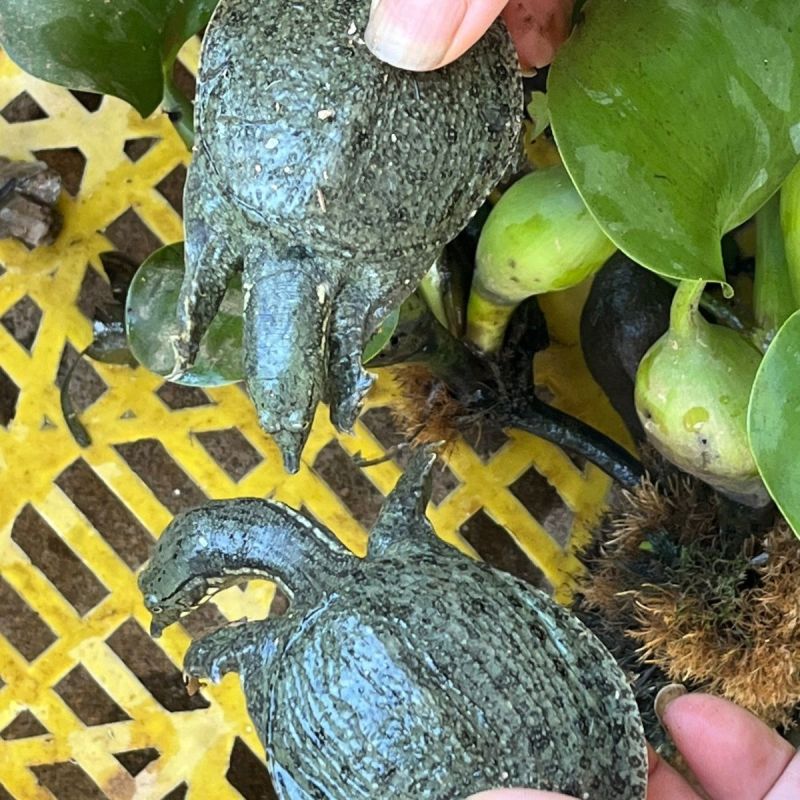优良品种，甲鱼苗，中华鳖苗，数量非常大，下塘就可以成活的