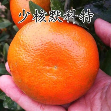 默科特橘子重庆万州全国发货电商市场商超货源充足稳定