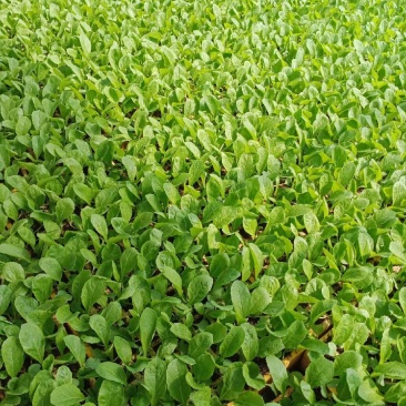 现栽白菜秧，成活率高，和各大种植基地合作