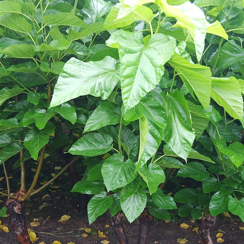 高蛋白叶桑嫁接苗711
