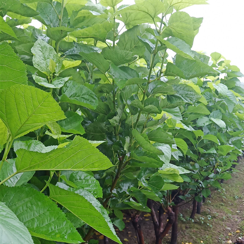高蛋白叶桑嫁接苗711