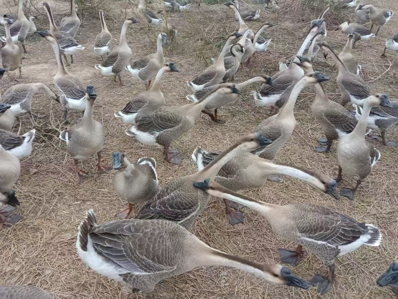88天阳江杂均重9.7