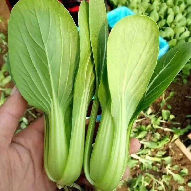 感恩青梗菜种子耐热耐湿青菜种籽耐高温不拔节上海青