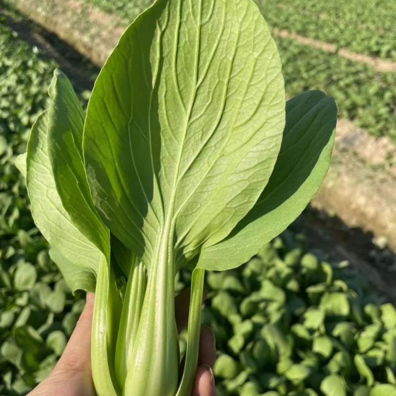 感恩青梗菜种子耐热耐湿青菜种籽耐高温不拔节上海青
