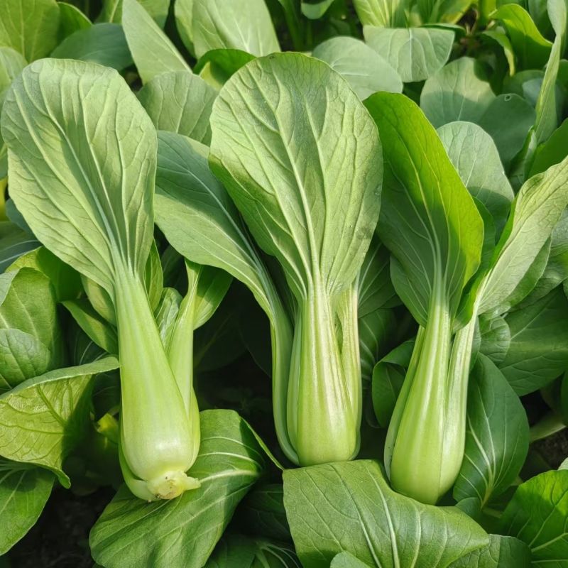 感恩青梗菜种子耐热耐湿青菜种籽耐高温不拔节上海青