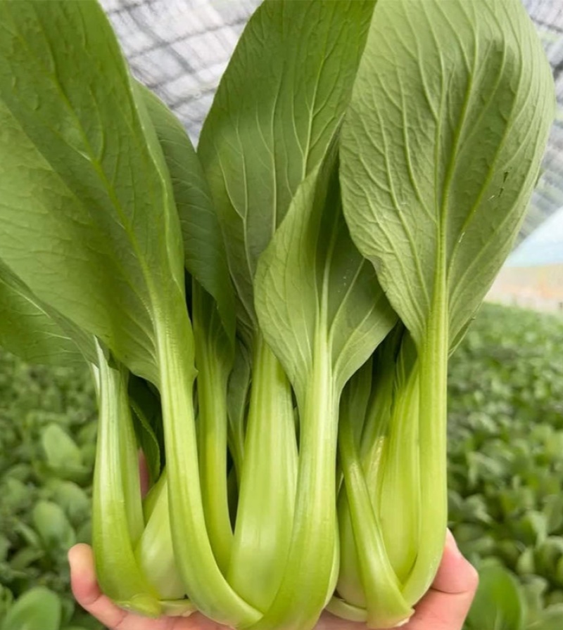 台湾感恩666青梗菜种子大头束腰上海青种籽杂交油菜