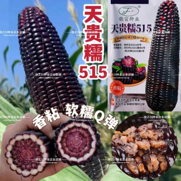天贵糯515黑玉米种子紫黑色玉米种籽软糯香粘黑糯玉米种子