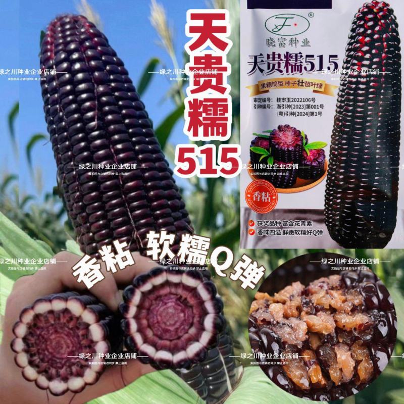 天贵糯515黑玉米种子紫黑色玉米种籽软糯香粘黑糯玉米种子