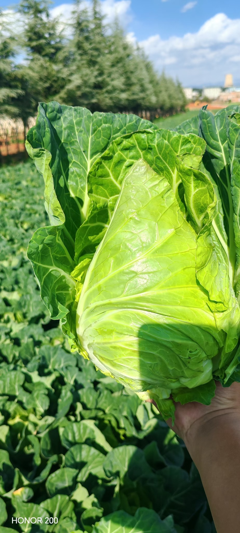 牛心甘蓝牛心菜大量有货全国发货质量保证