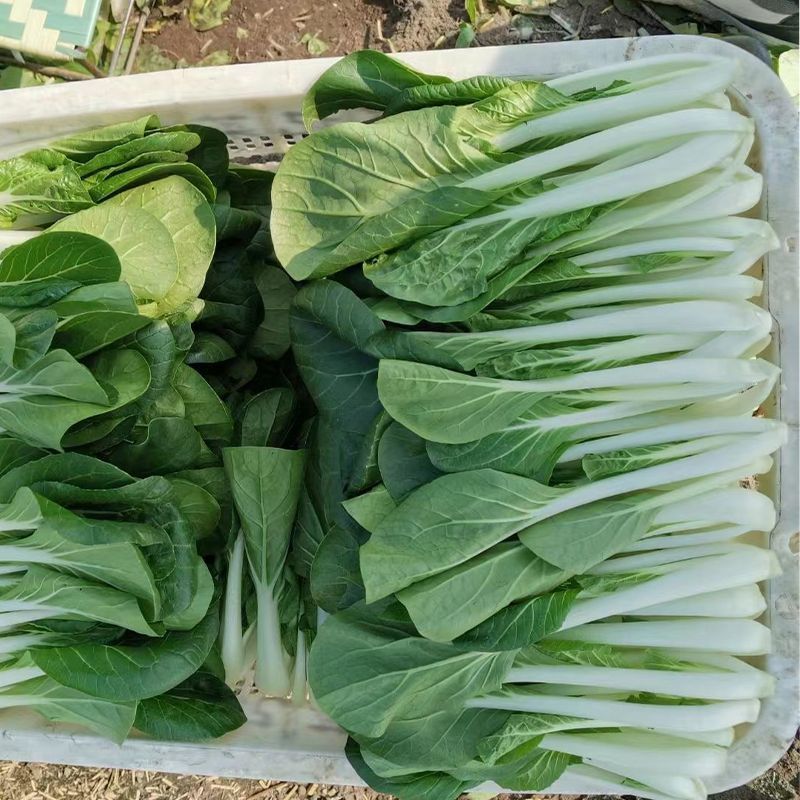 鹅毛白鸡毛菜种子秋冬四季小白菜白梗青菜种籽农家菜园南