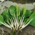 鹅毛白鸡毛菜种子秋冬四季小白菜白梗青菜种籽农家菜园南