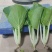 鹅毛白鸡毛菜种子秋冬四季小白菜白梗青菜种籽农家菜园南