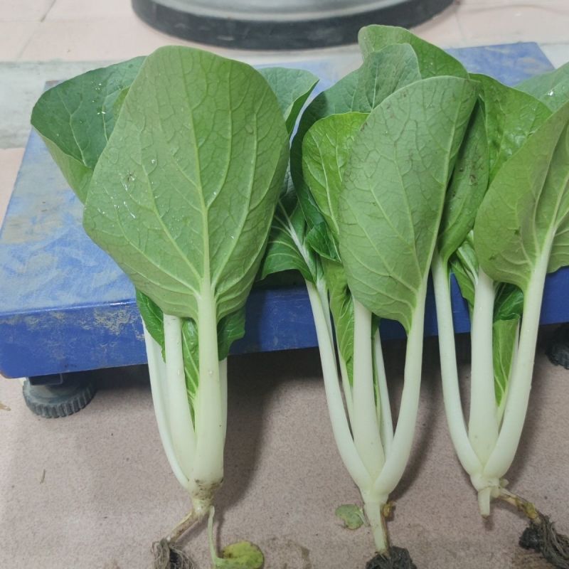 鹅毛白鸡毛菜种子秋冬四季小白菜白梗青菜种籽农家菜园南