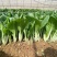 鹅毛白鸡毛菜种子秋冬四季小白菜白梗青菜种籽农家菜园南